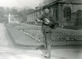 Keeper G. Blore bär en grå krönt kran, London Zoo, maj 1923 (bw foto)